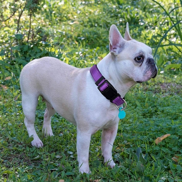 Ladoogo Reflective dog collar - size XS - purple - Picture 5 of 10